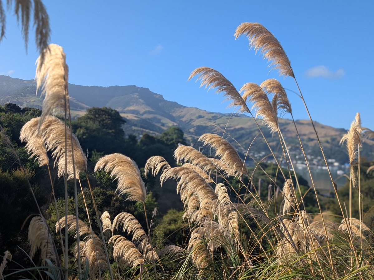 Nature and Whimsy in Akaroa, New&nbsp;Zealand