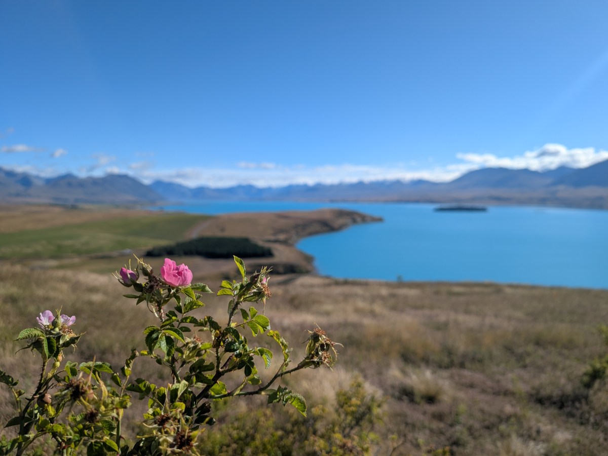 From the Mountains to the Plains: The Center of The South Island, New&nbsp;Zealand