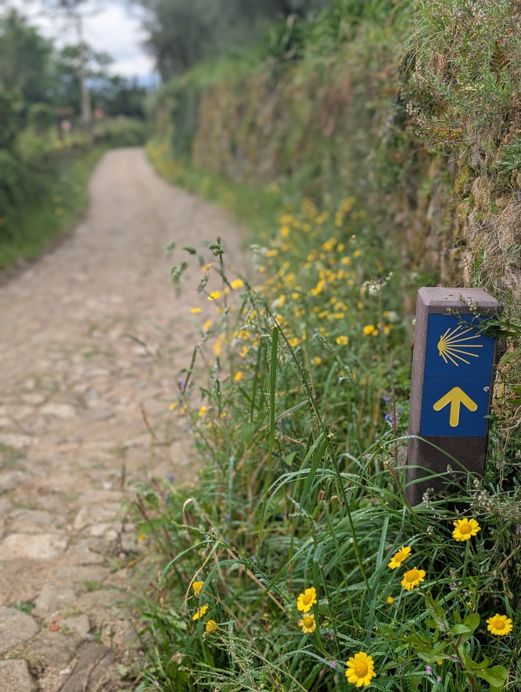 Embracing the Central Route of the Portuguese Camino: Days&nbsp;4-6